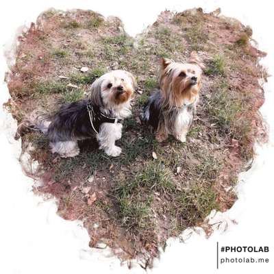 Bester Freund, Hundekumpel - zeigt her!-Beitrag-Bild