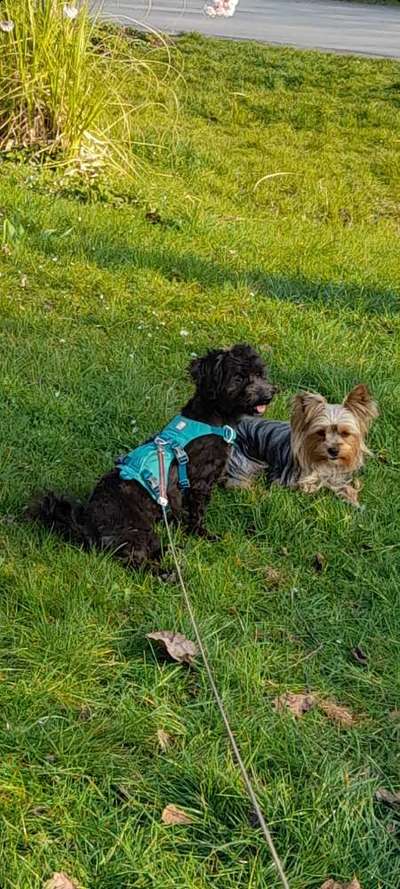 Mischlingshunde Foto Aufruf-Beitrag-Bild