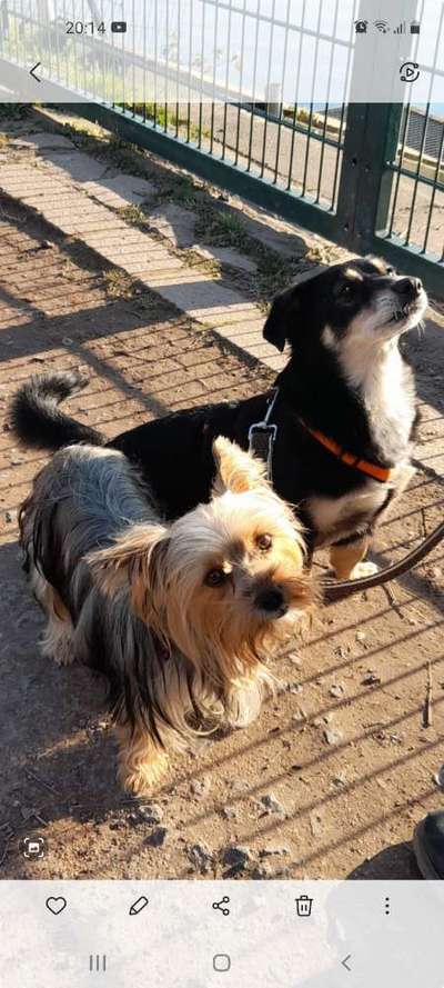 Bester Freund, Hundekumpel - zeigt her!-Beitrag-Bild