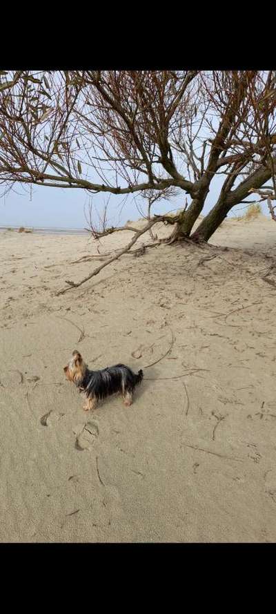 Dogorama Photo Challenge - Tierischer Urlaub-Beitrag-Bild