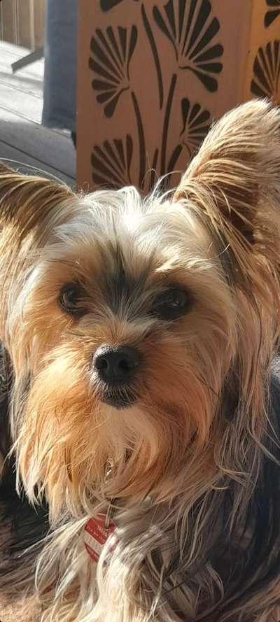 Fotochallange Nr. 57     PORTRÄT.   Beendet!!!!!!!!-Beitrag-Bild