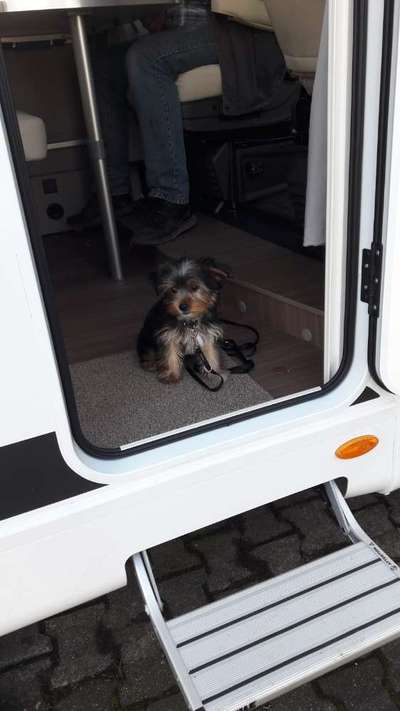 FOTOCHALLENGE 70 - Dein Hund im Auto-Beitrag-Bild