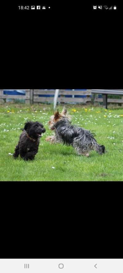 Hunde in Action-Beitrag-Bild