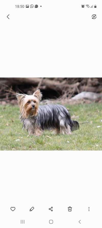 Wie heißt dein Hund?-Beitrag-Bild