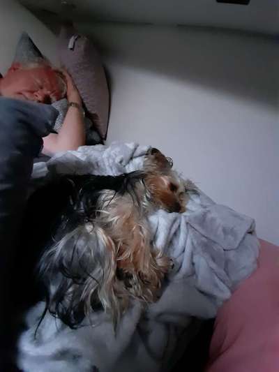 Darf der Hund bei Euch im Bett schlafen?-Beitrag-Bild