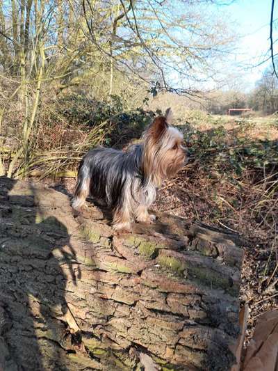 Dogorama Photo Challenge - Der Frühling kommt-Beitrag-Bild