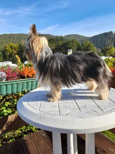 Kleine Hunde ganz Groß-Beitrag-Bild