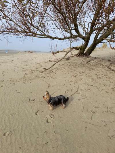 Eure Strandbilder :)-Beitrag-Bild