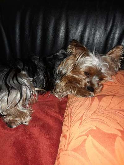 Welchen Hund hast du?-Beitrag-Bild