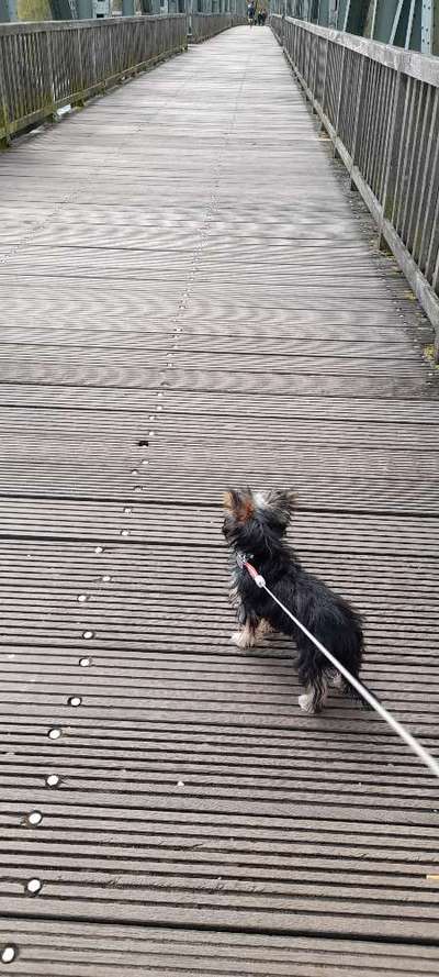 Dogorama Photo Challenge - Brücken-Beitrag-Bild