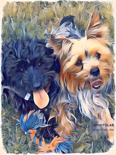 Der Hund als Cartoon-Beitrag-Bild