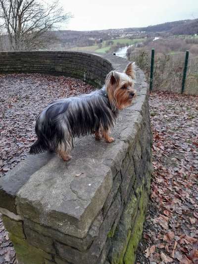 Dogorama Photo Challenge - Steine/Felsen-Beitrag-Bild