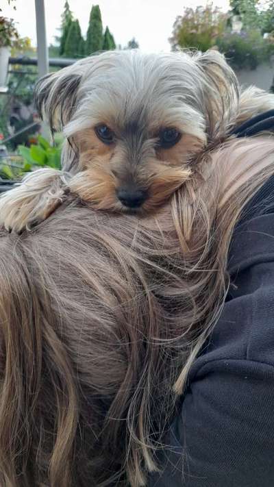 Dogorama Photo Challenge - Be my valentine-Beitrag-Bild