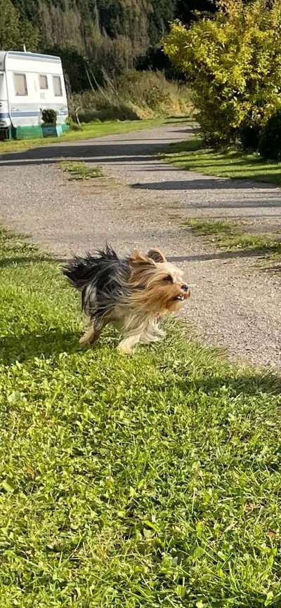 Fotochallenge 66 ~ Rennaction -Zeig deinen Hund im Lauf-Beitrag-Bild