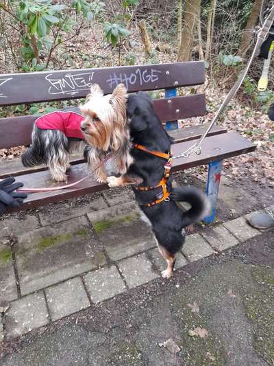 FOTOCHALLENGE 68: Dein Hund und sein bester Freund-Beitrag-Bild