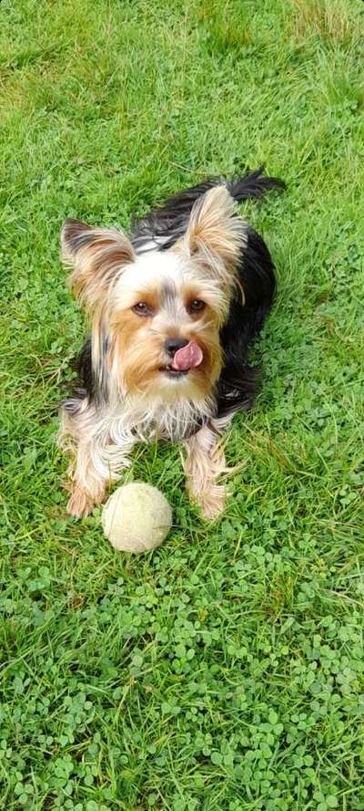 Fotochallenge Nr. 59 - Mein Hund zeigt die Zunge-Beitrag-Bild