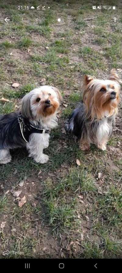 Bester Freund, Hundekumpel - zeigt her!-Beitrag-Bild