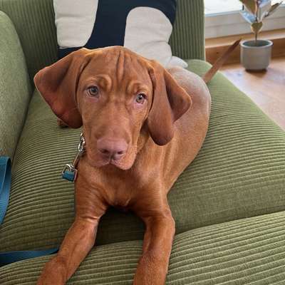 Hundetreffen-Spielkumpel für den Vizsla-Welpen-Bild