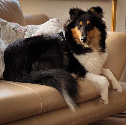 Langhaar Collies-Beitrag-Bild