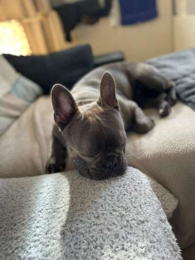 Französische Bulldoggen-Beitrag-Bild