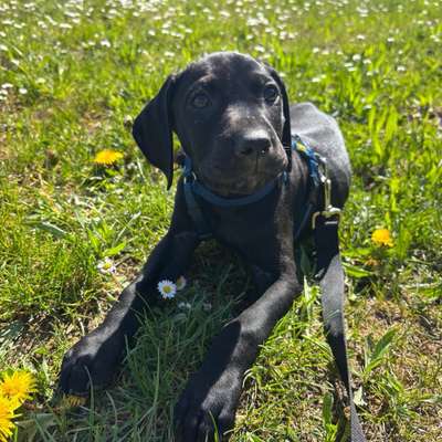 Hundetreffen-Welpentreffen