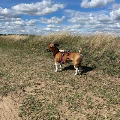 Hundetreffen-Gassi- / Spielpartner*in gesucht :)-Bild