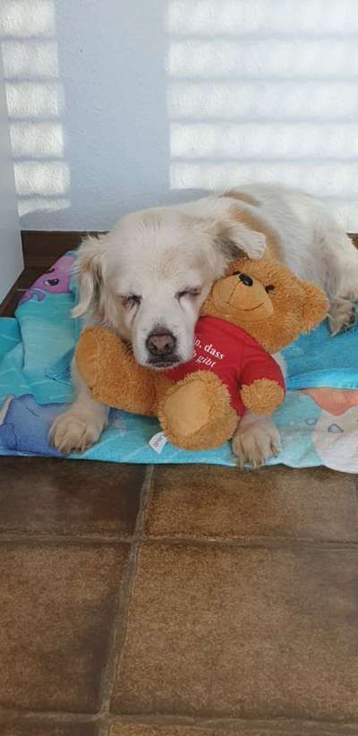 Euer Hund und sein Lieblingskuscheltier-Beitrag-Bild