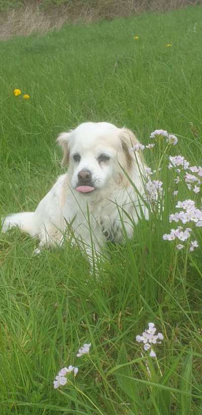 Wie lernen damit umzugehen dass der Hund altert?-Beitrag-Bild