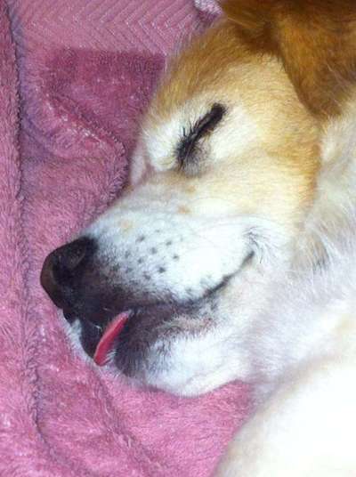 Fotochallenge Nr. 59 - Mein Hund zeigt die Zunge-Beitrag-Bild