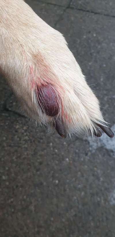 Entzündung/Abzess zwischen den Zehen-Beitrag-Bild