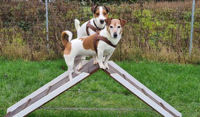 Die Dogorama Kalender Challenge Titelbild-Beitrag-Bild