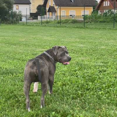 Hundetreffen-Hundetreffen in Feldbach