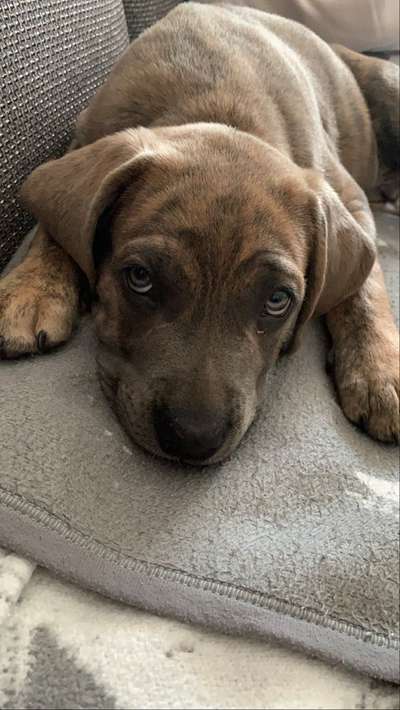 Welpen Bilder !-Beitrag-Bild