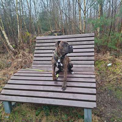 Hundetreffen-Junghundtreffen-Bild