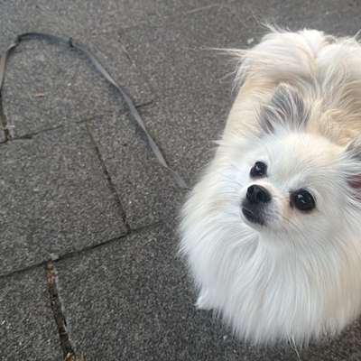 Hundetreffen-Social Walks kleine Hunde 🐶-Bild