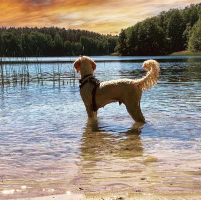 Die Dogorama Wochen Challenge-Beitrag-Bild