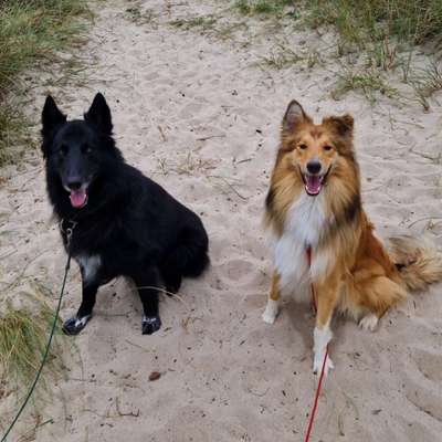 Hundetreffen-Hundefreunde finden-Bild