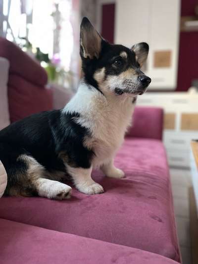 Wie heißt dein Hund?-Beitrag-Bild