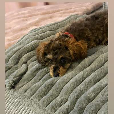 Hundetreffen-🐾 „Nino auf Freundschaftsmission: Der kleine Wirbelwind sucht große & kleine Fellfreunde!-Bild