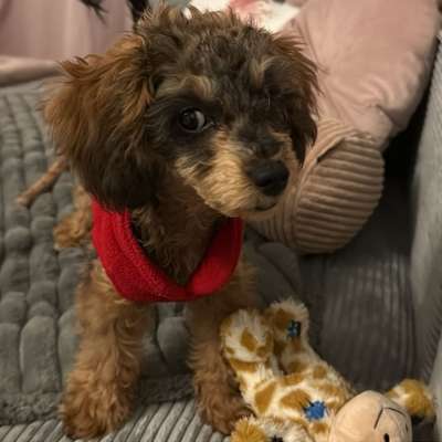 Hundetreffen-🐾 „Nino auf Freundschaftsmission: Der kleine Wirbelwind sucht große & kleine Fellfreunde!-Bild