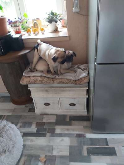 Welche Hunderasse-Beitrag-Bild