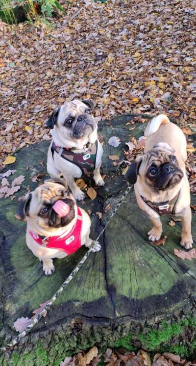 27. Handy Fotochallenge-Beitrag-Bild