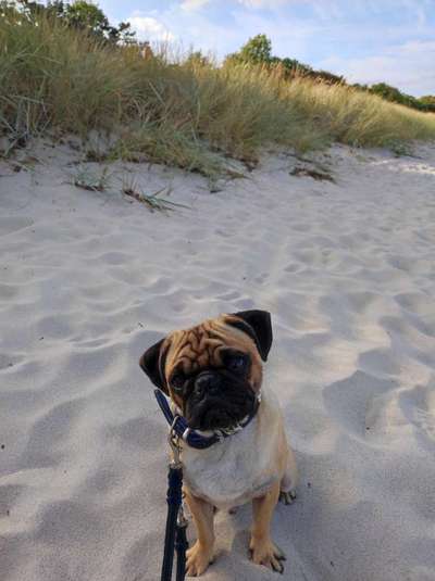 Zeigt her eure Junghunde :)-Beitrag-Bild