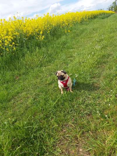 Die Dogorama Monats Challenge "Es grünt und blüht"-Beitrag-Bild