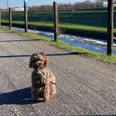 Hundetreffen-Spielrunde-Bild