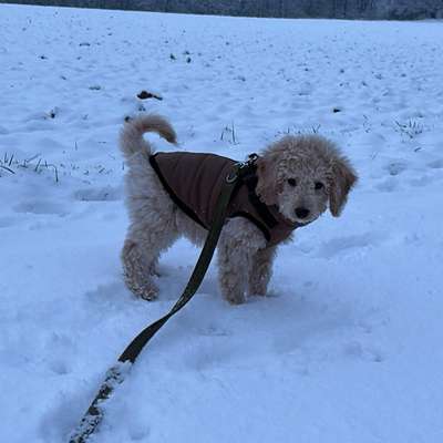 Hundetreffen-Welpen Treffen/Spaziergänge-Bild