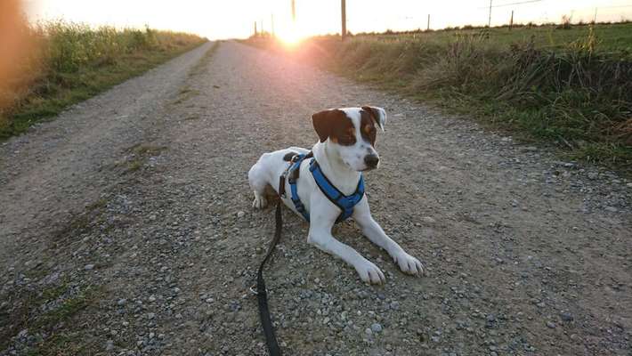 Jack Russell-Beitrag-Bild