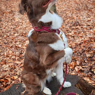 Hundetreffen-Ruby & ich suchen Trainings-Buddys 🐶✨-Bild