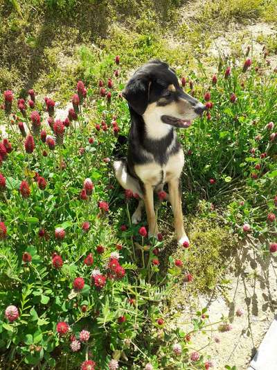 Die Dogorama Kalender Challenge Teil 3/4-Beitrag-Bild