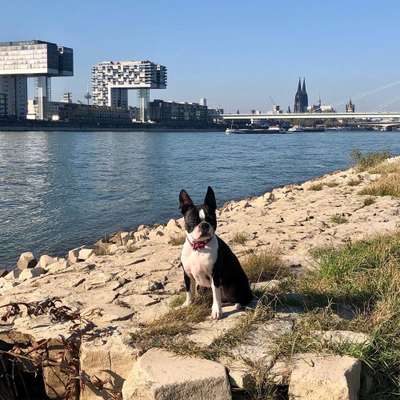 Wo sind hier die Boston Terrier?-Beitrag-Bild